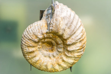 Specimen of Gravesia gigas ammonite. Ammonoids are a group of extinct marine mollusc animals in the...