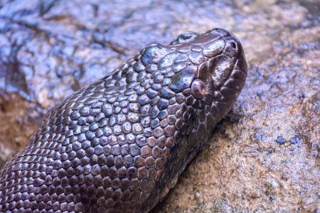 Head of green anaconda (Eunectes murinus), the heaviest and one of the longest known extant snake...