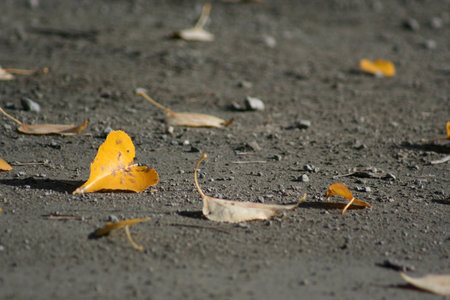 leaves on ground