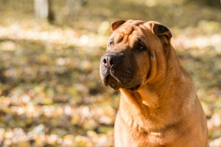 The dog Shar Pei walks in the park in autumnの写真素材