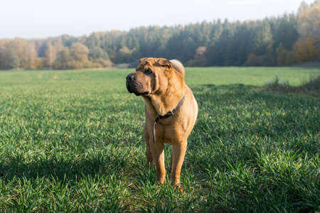 The dog Shar Pei walks in the field in autumnの写真素材