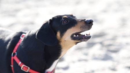 Black half-breed dachshund with red harness runs along the sand on the beach.