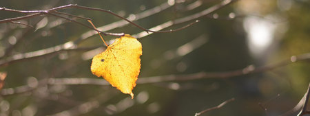 Lonely yellow leaf of a Linden hanging on a tree branch in the autumn forest Parkの写真素材
