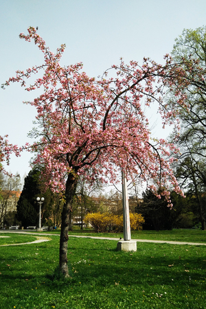 A pink tree in the park on a sunny day in spring.の写真素材