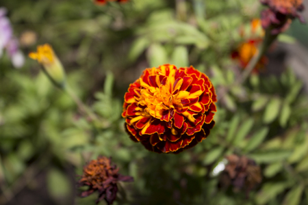 Orange flowers - marigolds. Photo.の写真素材