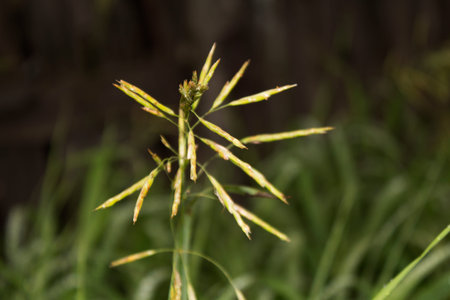 Green grass in the garden. Nature summer. Photo.
