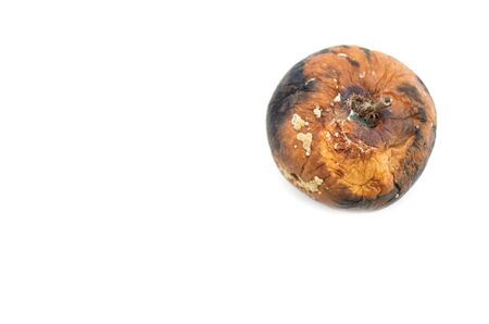 Rotten apple. Photo.の写真素材