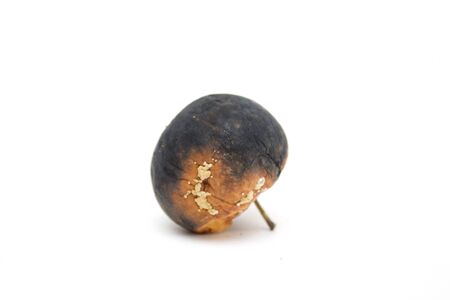 Rotten apple. Photo.の写真素材