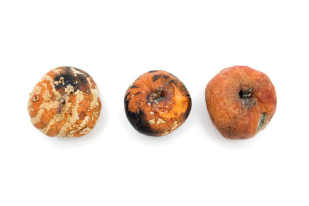 Rotten apple. Photo.
