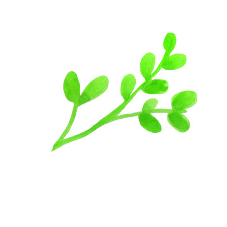 Green branch with leaves. Watercolor illustration. Isolated object. Leaflet.の写真素材