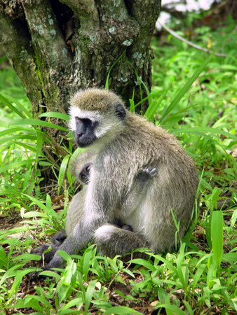 Gibbon monkey in Masai Mara National Park in Kenya                               