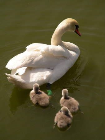 A swan with tree small cygnets          の写真素材