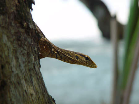 A small lizard on a tree in Thailandの写真素材