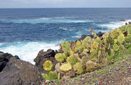 The west coast of the island of Sao Miguel a part of The Azoresの写真素材