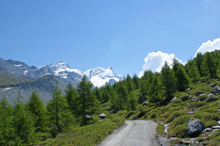 A path through forest in the alps in Switzerland