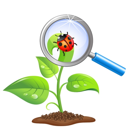 Young green sprout with ladybug and magnifier isolated on white backgroundのイラスト素材