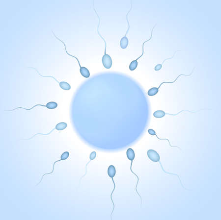 Vector illustration of human eggのイラスト素材