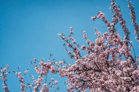 Closeup flowers in the sunlightの写真素材