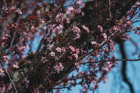 Closeup flowers in the sunlightの写真素材