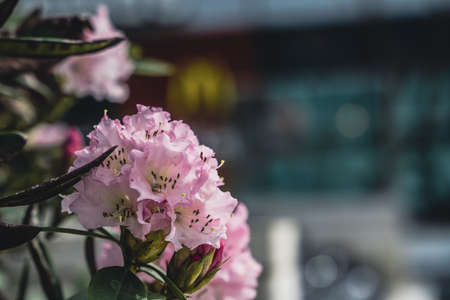 Closeup flowers in the sunlightの写真素材