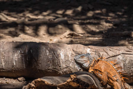 Iguana resting on a log in the sun bathingの写真素材