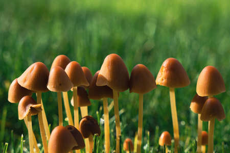 Brown Mushrooms in grass sunnyの写真素材