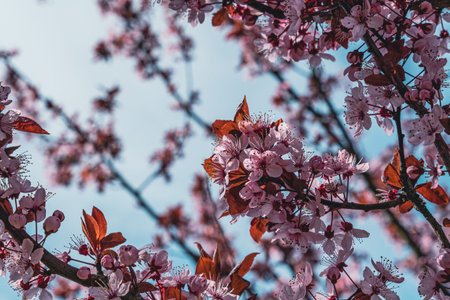 Cherry Blossoms in Sunny Spring