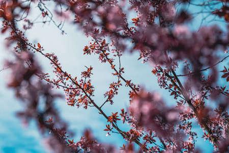 Cherry Blossoms in Sunny Springの写真素材