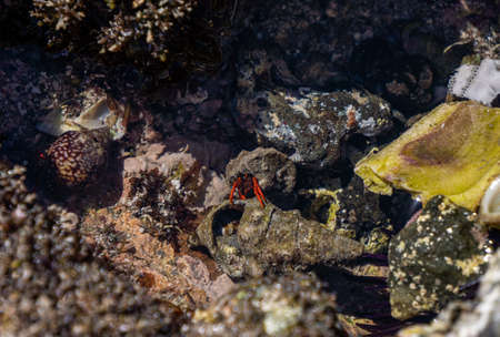 Close up on Tiny Hermit crab holding a seashell in the waterの写真素材