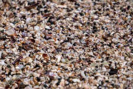 Seashell sand beach in the sunの写真素材