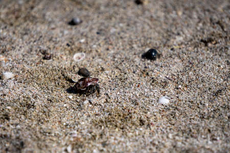 Tiny Hermit Crab close up crawling on sandの写真素材