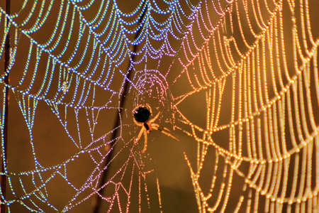 Close up of colors refracted on a dewy spider web.の写真素材