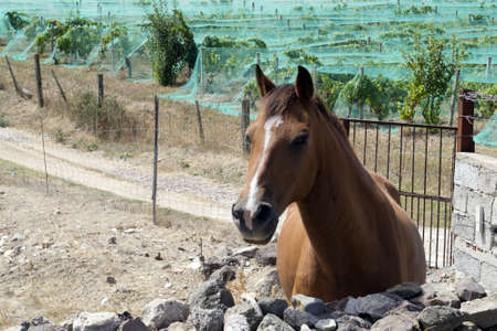 brown horse in the countryside の写真素材