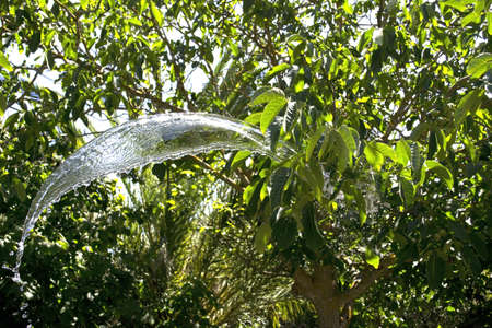 water splashing against a walnut treeの写真素材