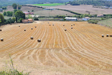 yellow hay field in the Sardinia countrysideの写真素材