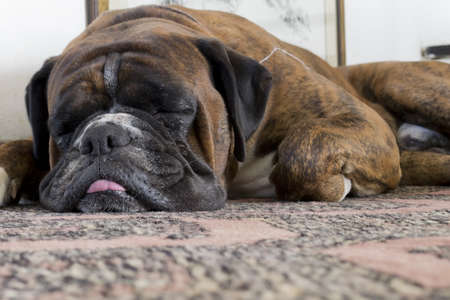 sleeping dog seen from the floorの写真素材