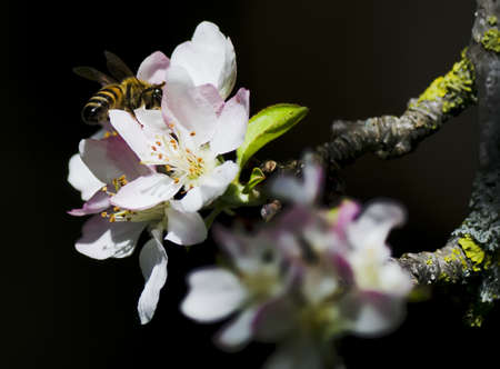 detail of a bee on an apple flowerの写真素材