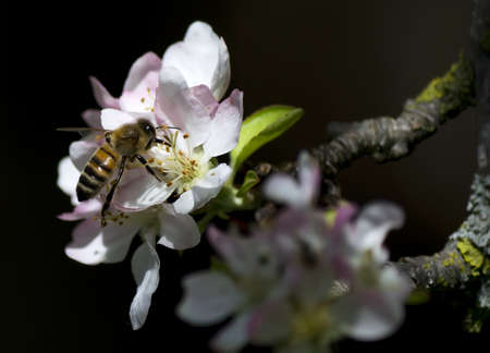 detail of a bee on an apple flowerの写真素材