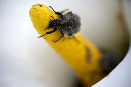 dark bug on a calla lily pistilの写真素材