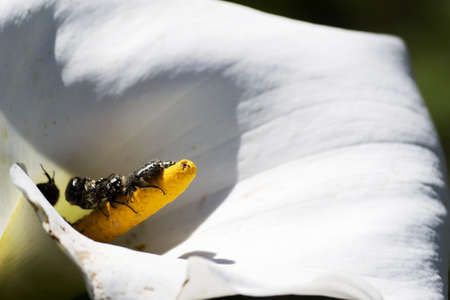 calla lily and a bunch of bugsの写真素材