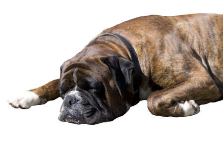 sleeping dog on a white backgroundの写真素材