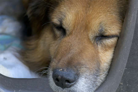 dog sleeping in his doghouseの写真素材