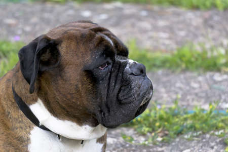 thoughtful dog in a garden の写真素材