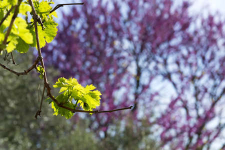 vine branch with a wisteria tree in the backgroundの写真素材