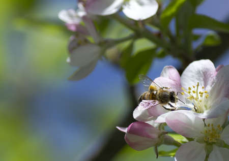 a bee pollinating an apple flowerの写真素材