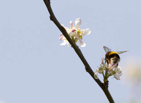 bumblebee on an apple flowerの写真素材
