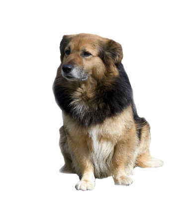 small dog on white backgroundの写真素材