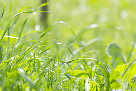 detail of green grass on a sunny day