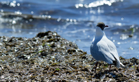 black-headed gull on a seaweed hill