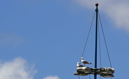 two seagulls on a floodlight pole